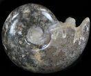 Polished Ammonite - Khenifra, Morocco #35310-1